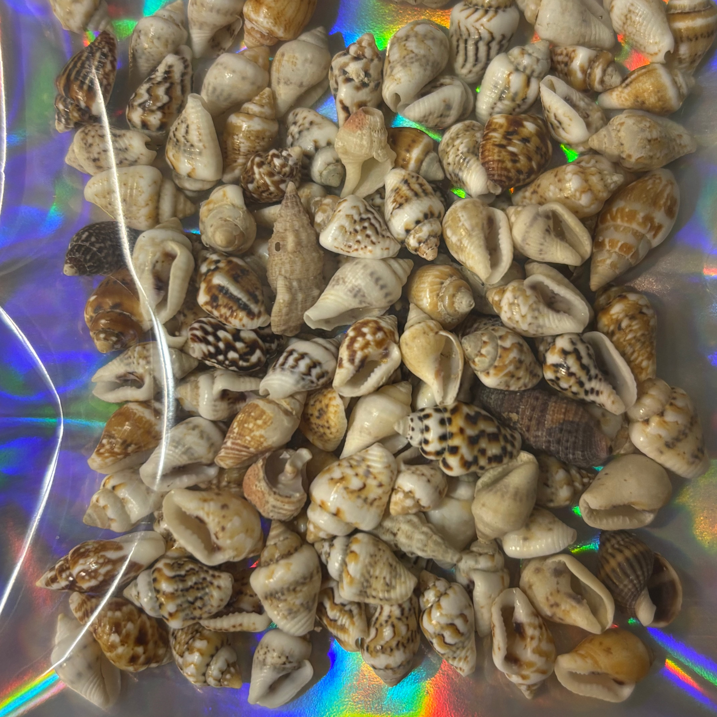 small seashells