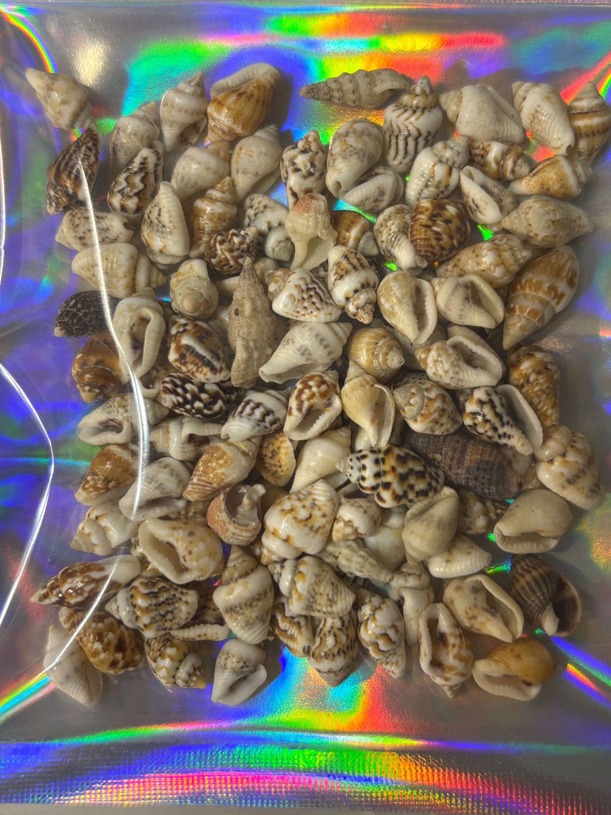 Collection of small shells on a reflective, multicolored surface