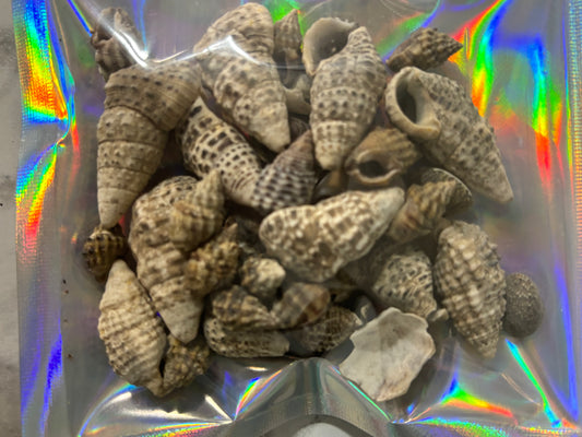 large seashells