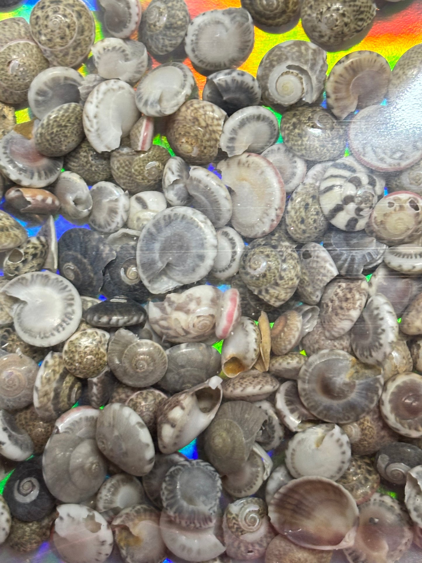 tiny seashells